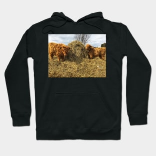 Scottish Highland Cattle Calves 1754 Hoodie